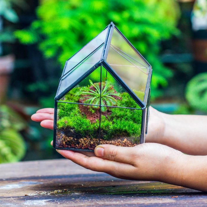 NCYP Mini Glass Geometric Plant Terrarium with Lid - 10.8 x 10.8 x 12.5 cm